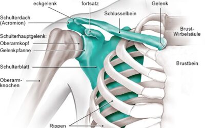 Neuer Themenblock über Schmerzen in der Schulter